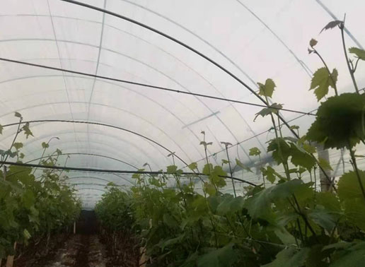 瓜果蔬菜種植大棚栽種拉線 瓜果蔬菜種植大棚栽種拉線